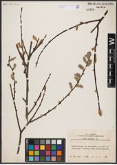 Foto von Salix aurita L.